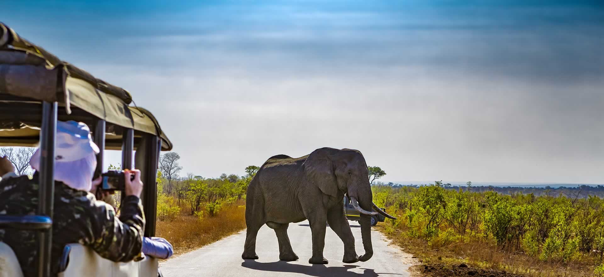 An elephant being photographed by a person leaning out the side of a jeep.