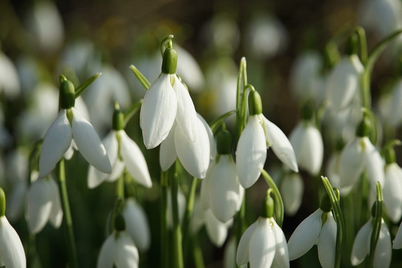 snowdrops, flowers, flower wallpaper, february, nature, spring, beautiful flowers, flora, flower background, closeup