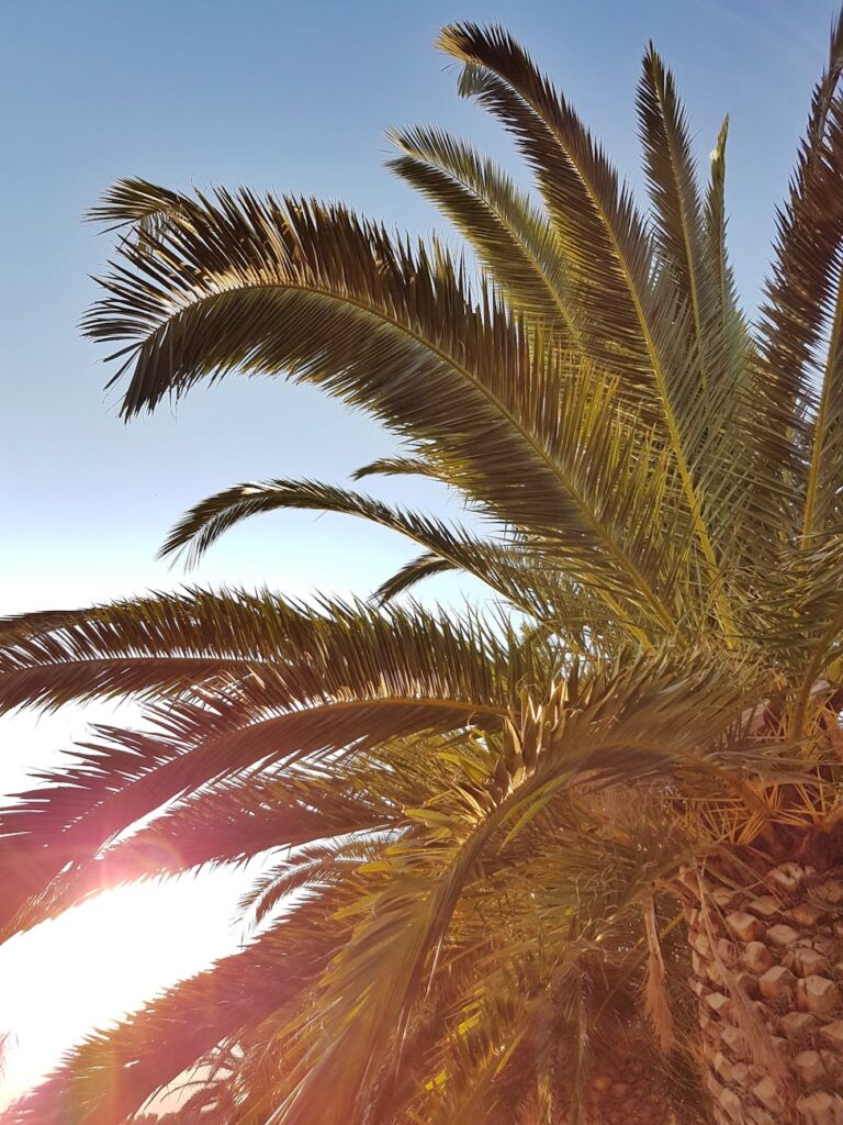 green palm tree photo