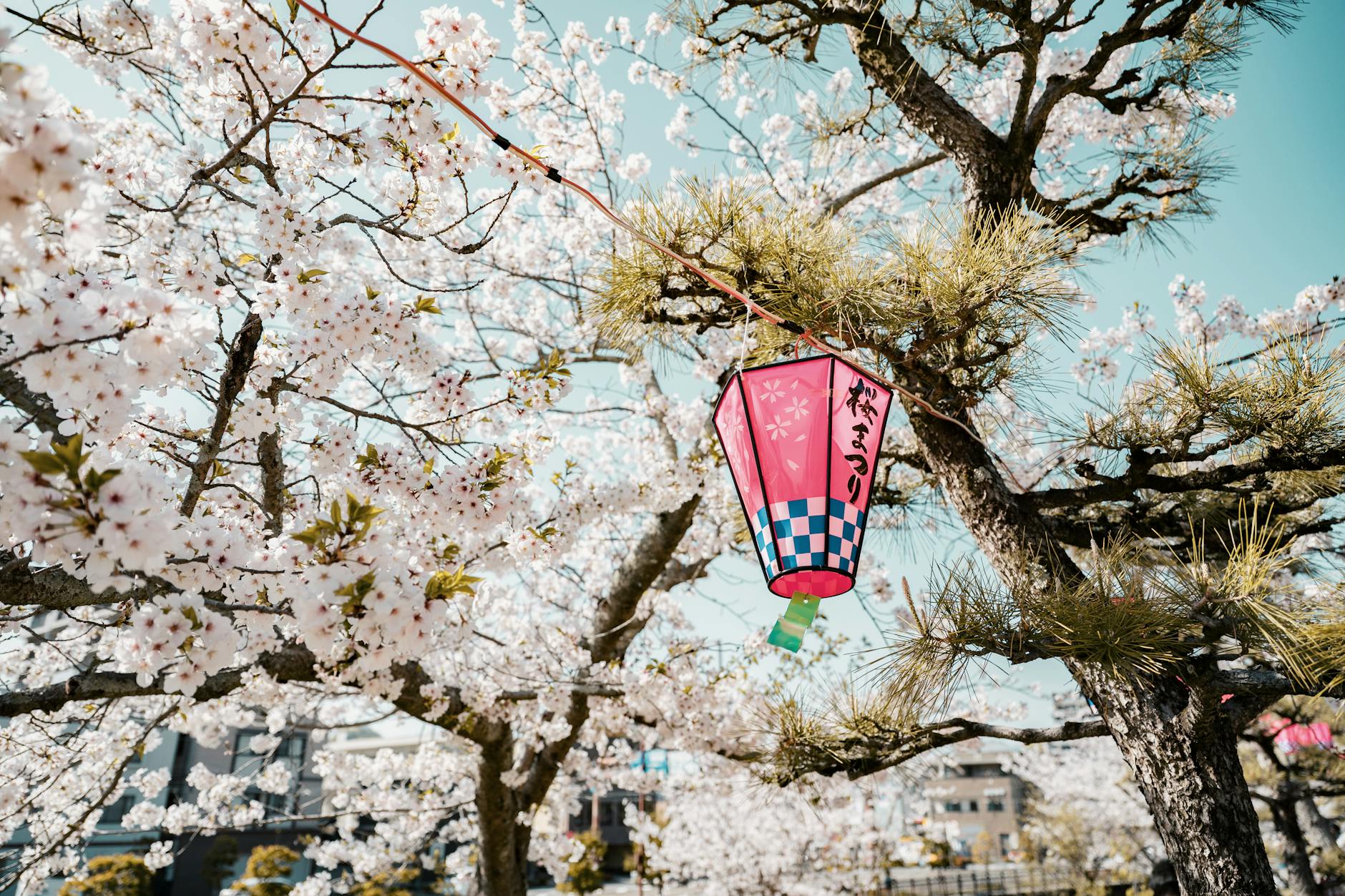 cherry blossoms and traditional lantern in spring