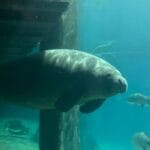 manatee floating in water