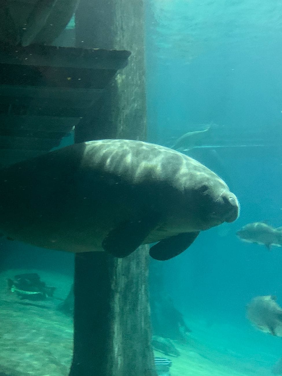 Swim with Manatees in Florida’s Crystal River