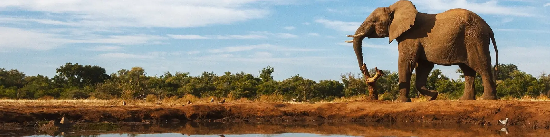 On Safari in South Africa – Elephant Lodge From London